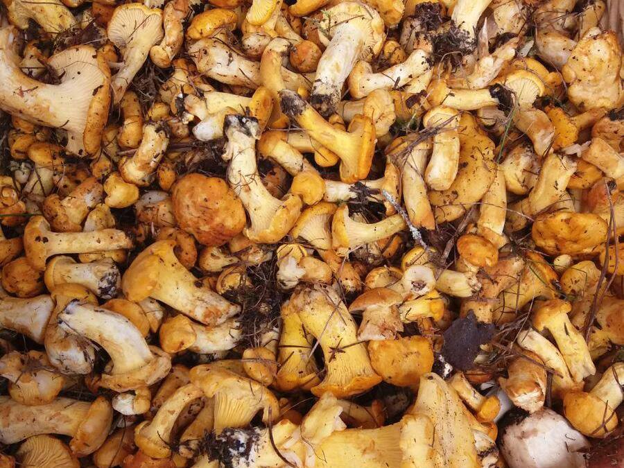 Foto per Autorizzazione per la raccolta dei funghi - Comune di Predoi 2023